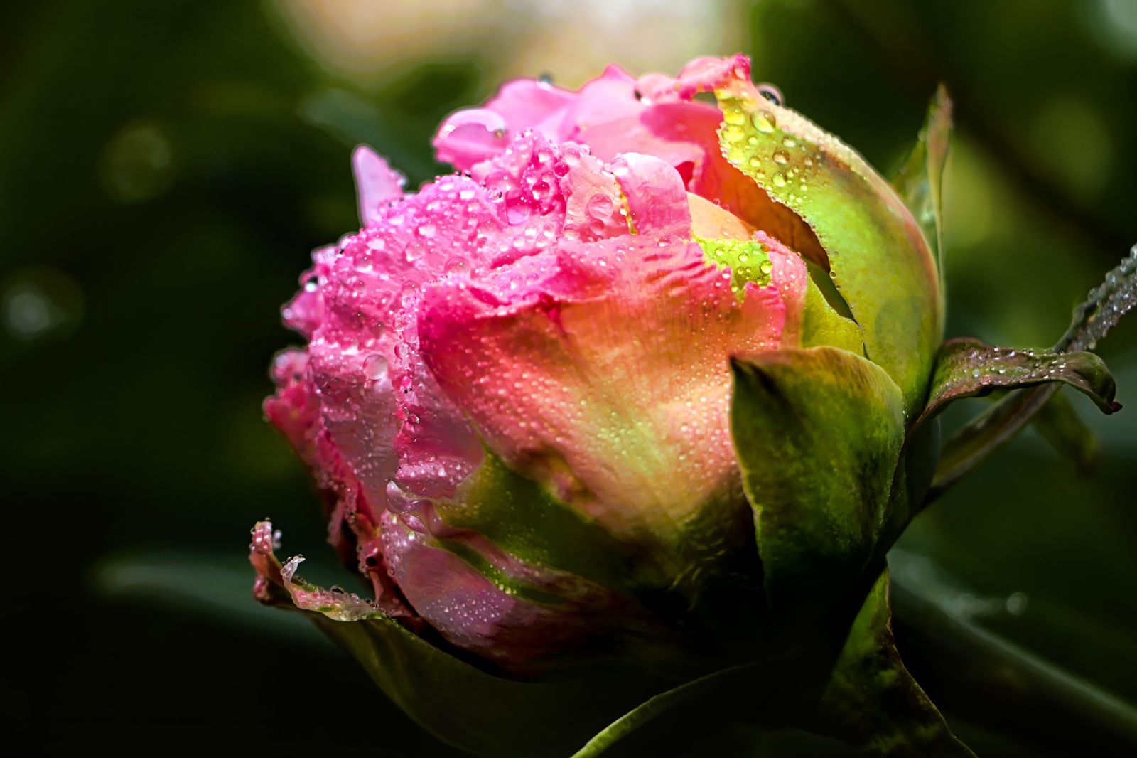 Frühlingsblumen
