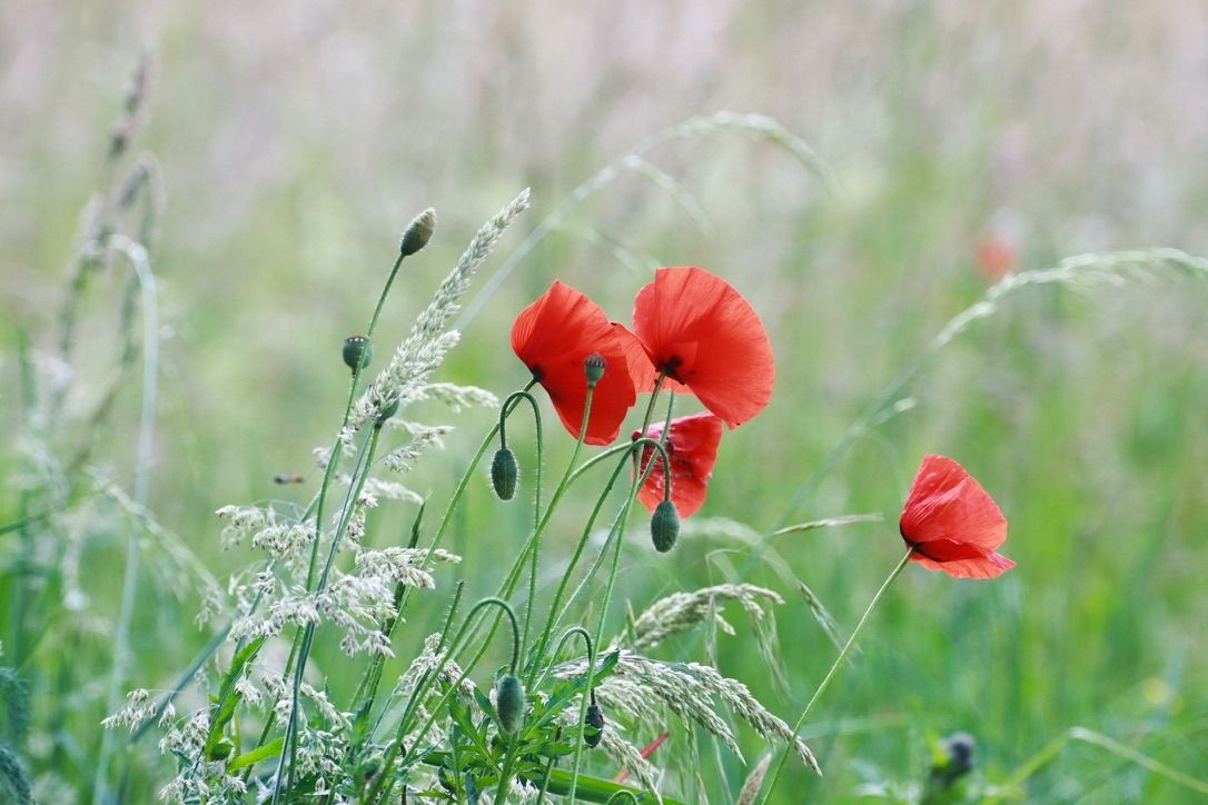 Frühlingsblumen